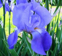 Iris for peaceful contemplation