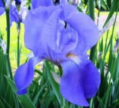Iris for peaceful contemplation